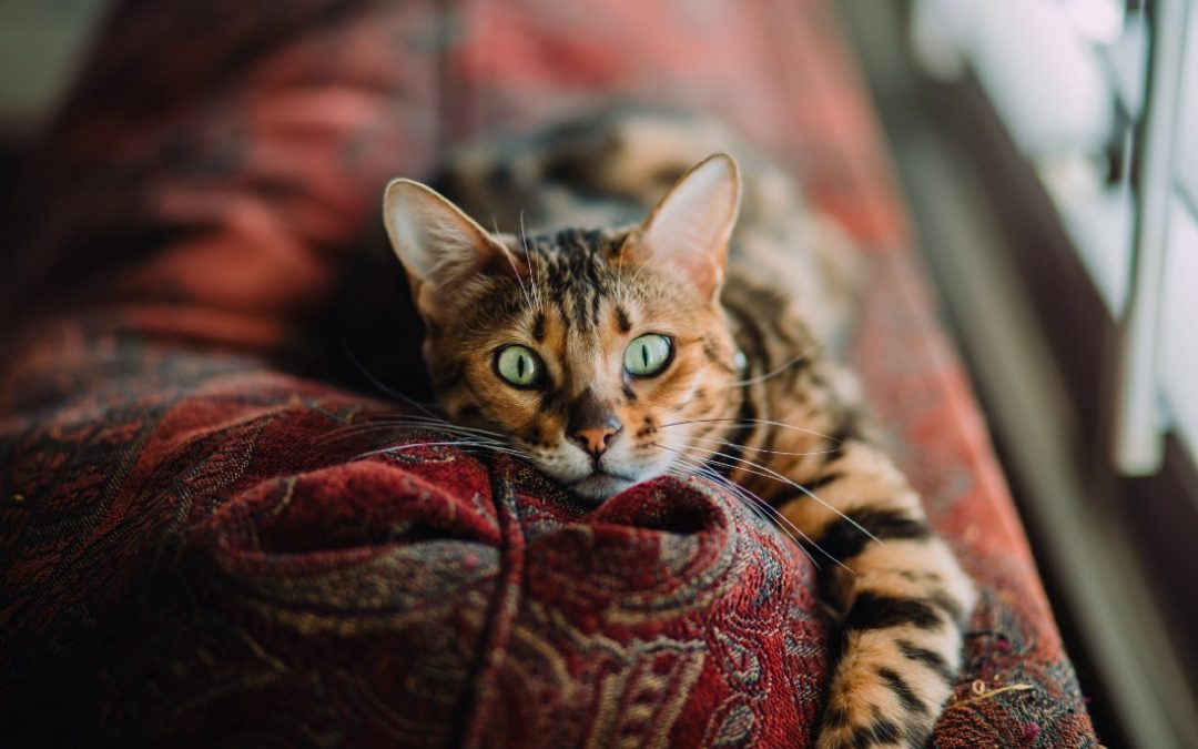 Are You Brushing Your Cat Right?