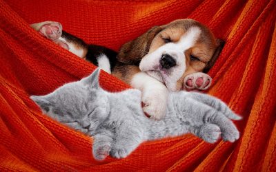 Sleeping with Dogs and Cats